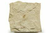 Eocene Fossil Cricket (Orthoptera) - Green River Formation #368748-1